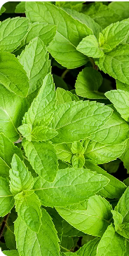Menthe poivrée